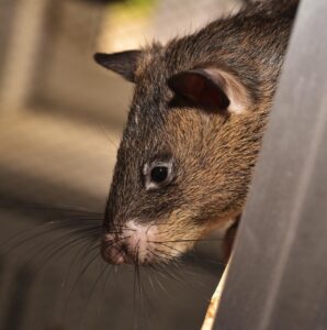 rat, giant rat, gambian rat, giant hamster rat, cricetomys gambianus, rodent, fur, cute, mammal, domestic animal, close up, head, eye, portrait, giant rat, giant rat, giant rat, giant rat, giant rat, gambian rat