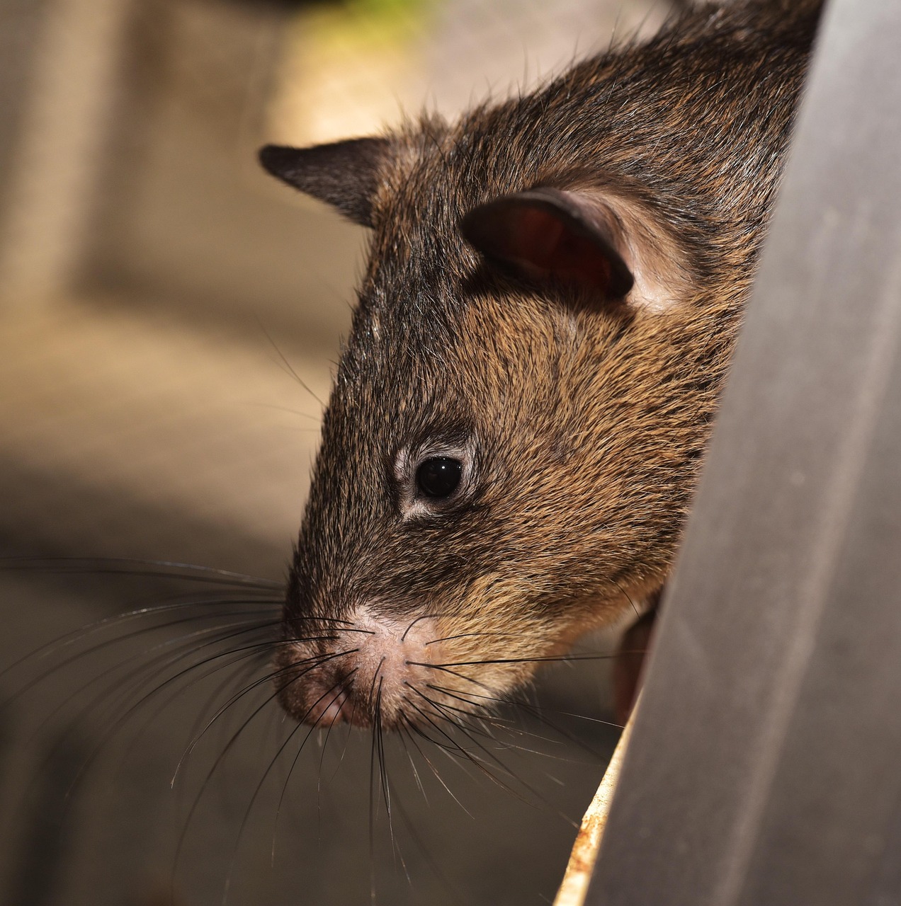 rat, giant rat, gambian rat, giant hamster rat, cricetomys gambianus, rodent, fur, cute, mammal, domestic animal, close up, head, eye, portrait, giant rat, giant rat, giant rat, giant rat, giant rat, gambian rat